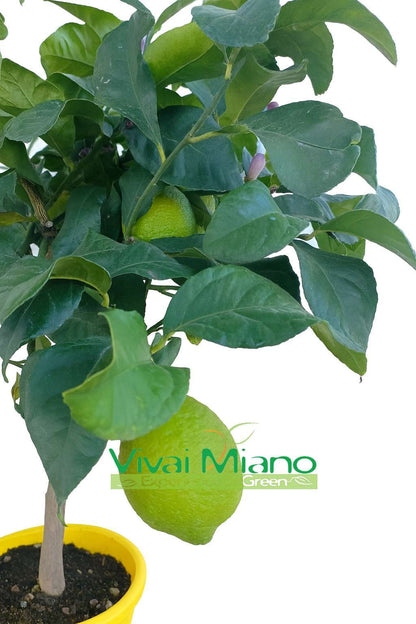Pianta di Limone CON FRUTTO - vaso Ø 20 Giallo - immagine reale