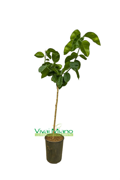 Pianta di Arancio Arcobal