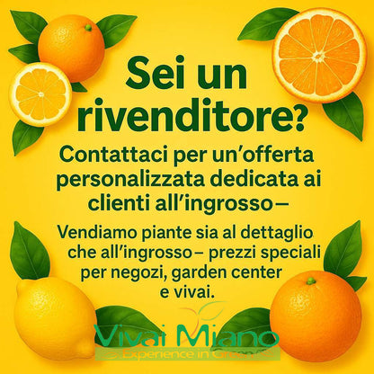 Pianta di Arancio Moro (vaso - 24)