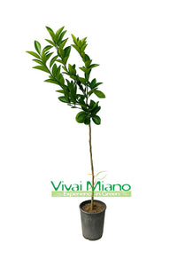 Pianta di Arancio Moro o Arancia Rossa di Sicilia