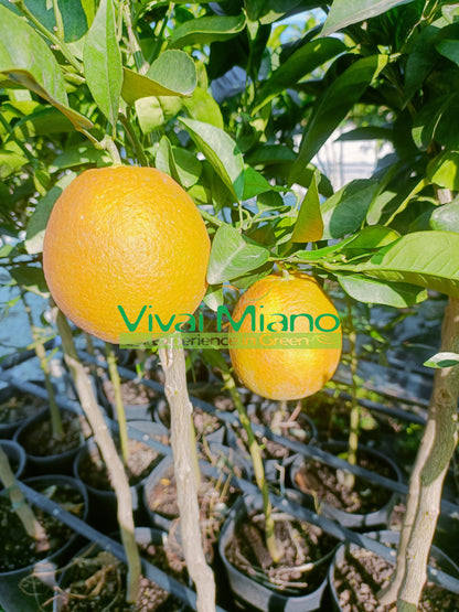 Pianta di Arancio Navelina