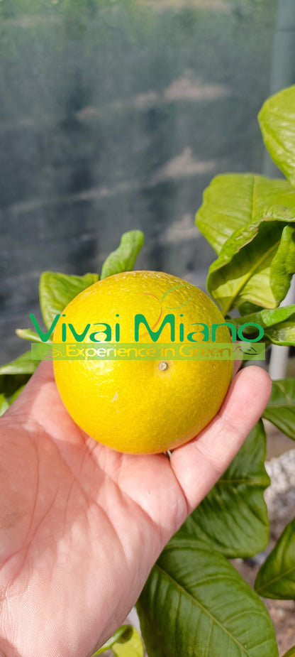 Pianta di Arancio Tarocco "Foglia di Nespolo"