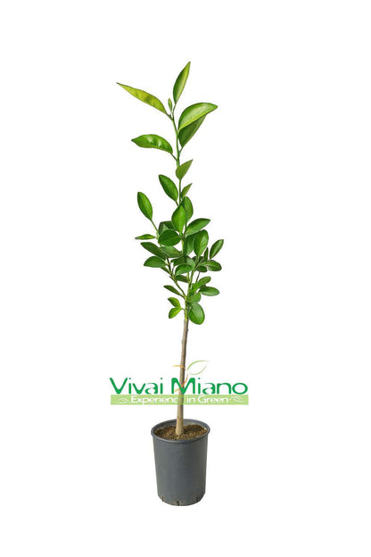 Pianta di Arancio Washington Navel