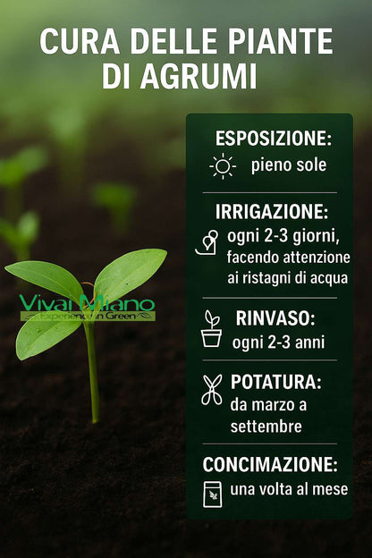 Pianta di Arancio Moro (vaso - 24)