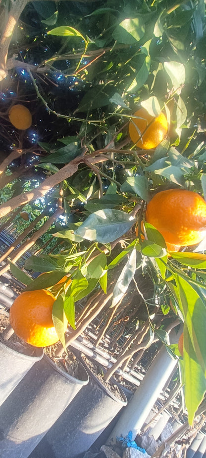 Pianta di Mandarino (Cespuglio - vaso 35)