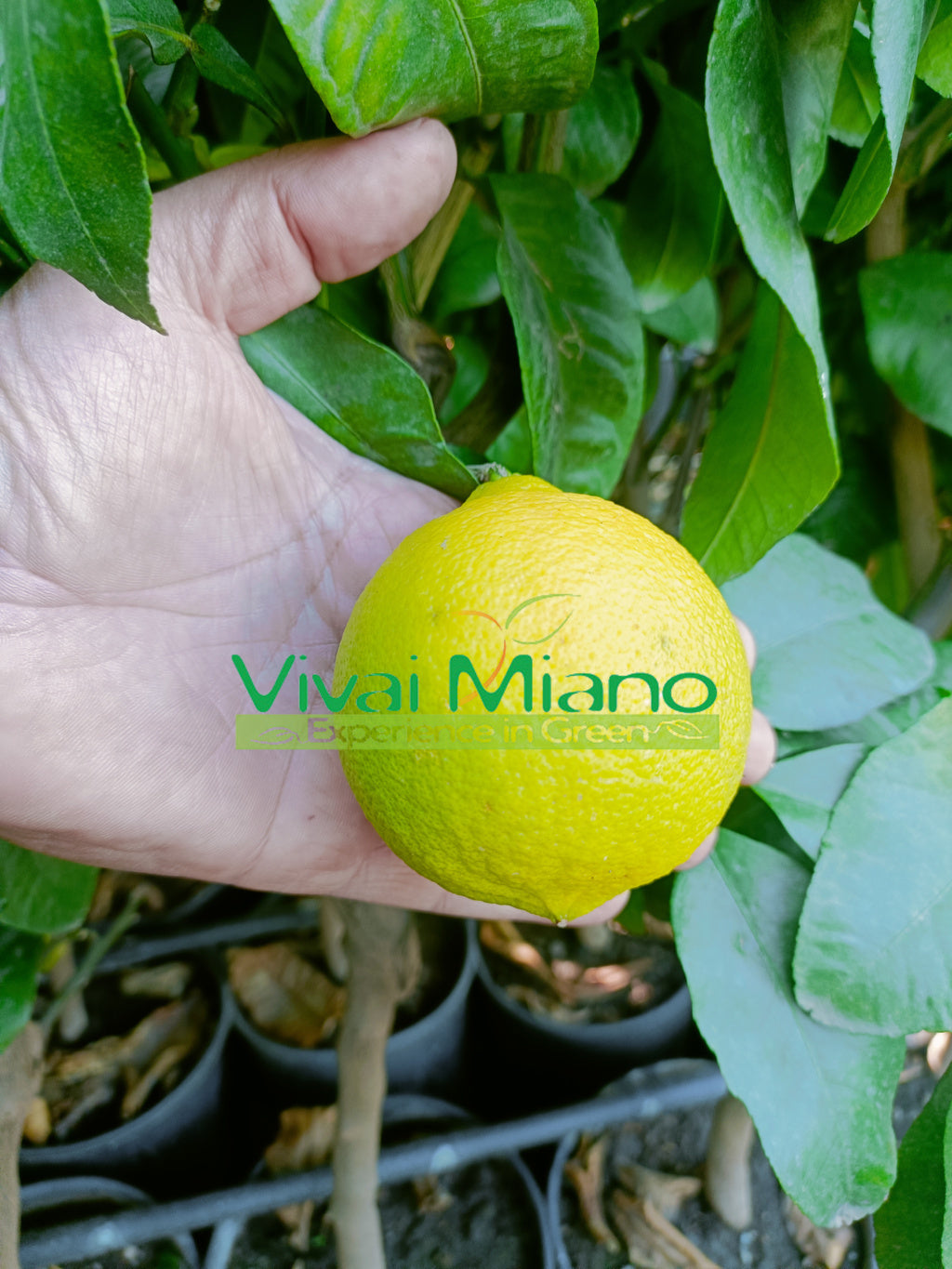 Pianta di Bergamotto (vaso - 24)