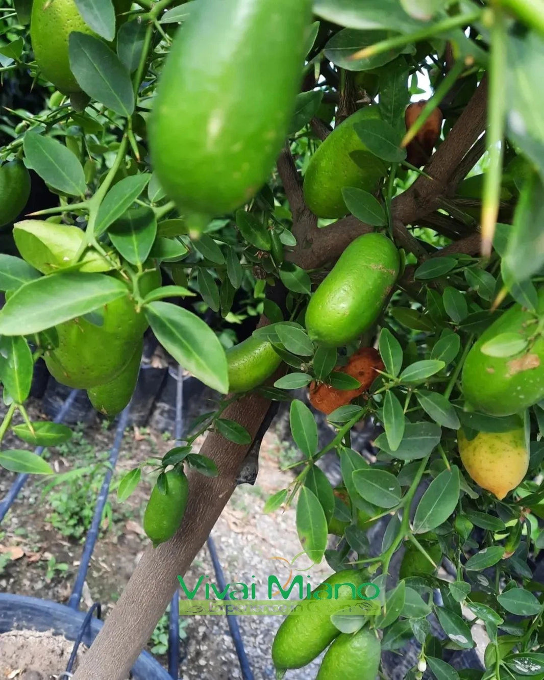 Pianta di Finger Lime Bianco