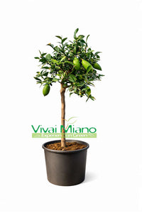 Pianta di Finger Lime Bianco (vaso - 20)