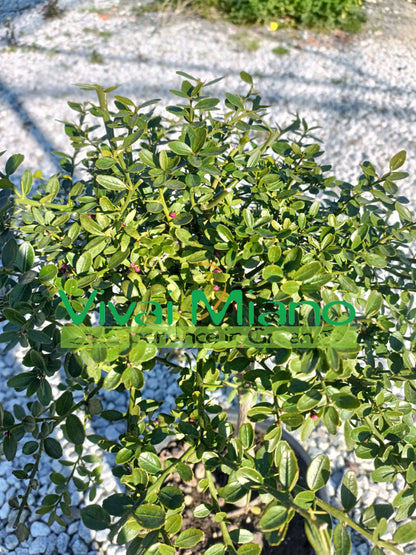 Pianta di Finger Lime Rosso (vaso - 20)