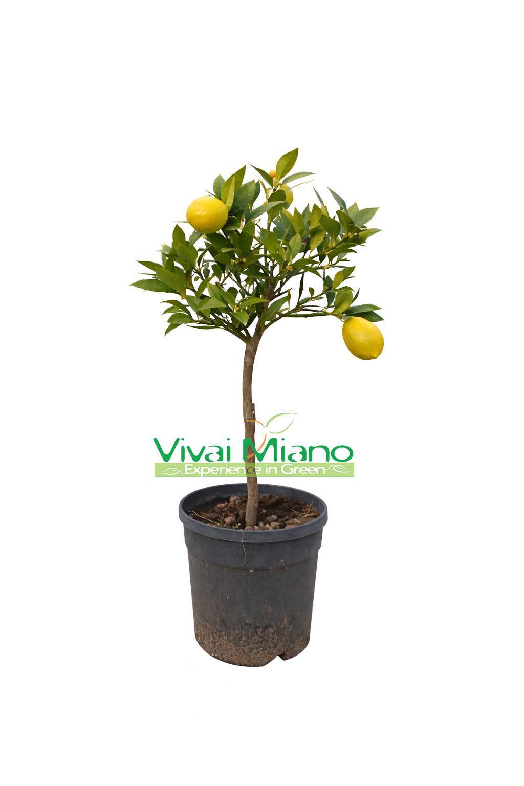 Pianta di Limequatt (vaso - 20)