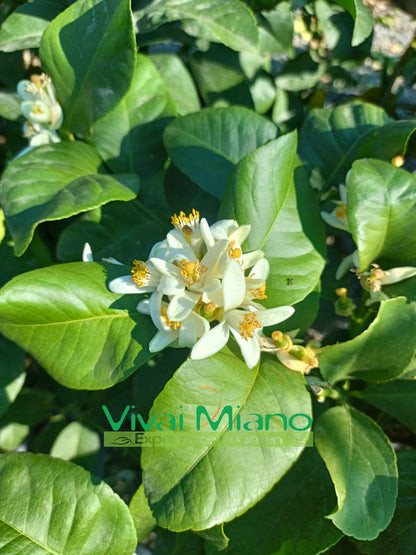 Pianta di Limone Zagara Bianca (vaso - 24)