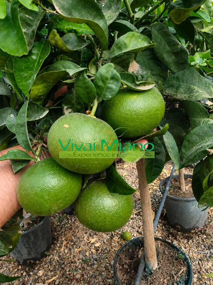 Satsuma Miyagawa mandarin træ (potte - 20)