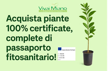 Pianta di Arancio Moro (vaso - 24)
